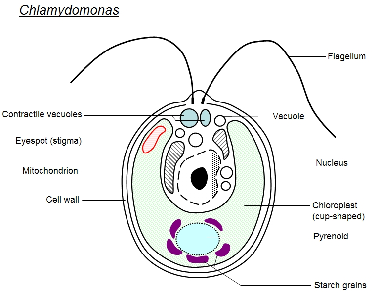 Chlamydomonas Under Microscope