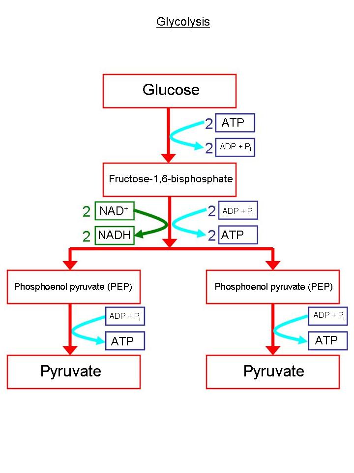 Glycolysis biology explanation | wyzant resources