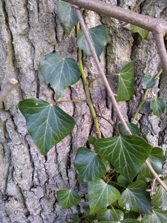 Ivy, Hedera helix