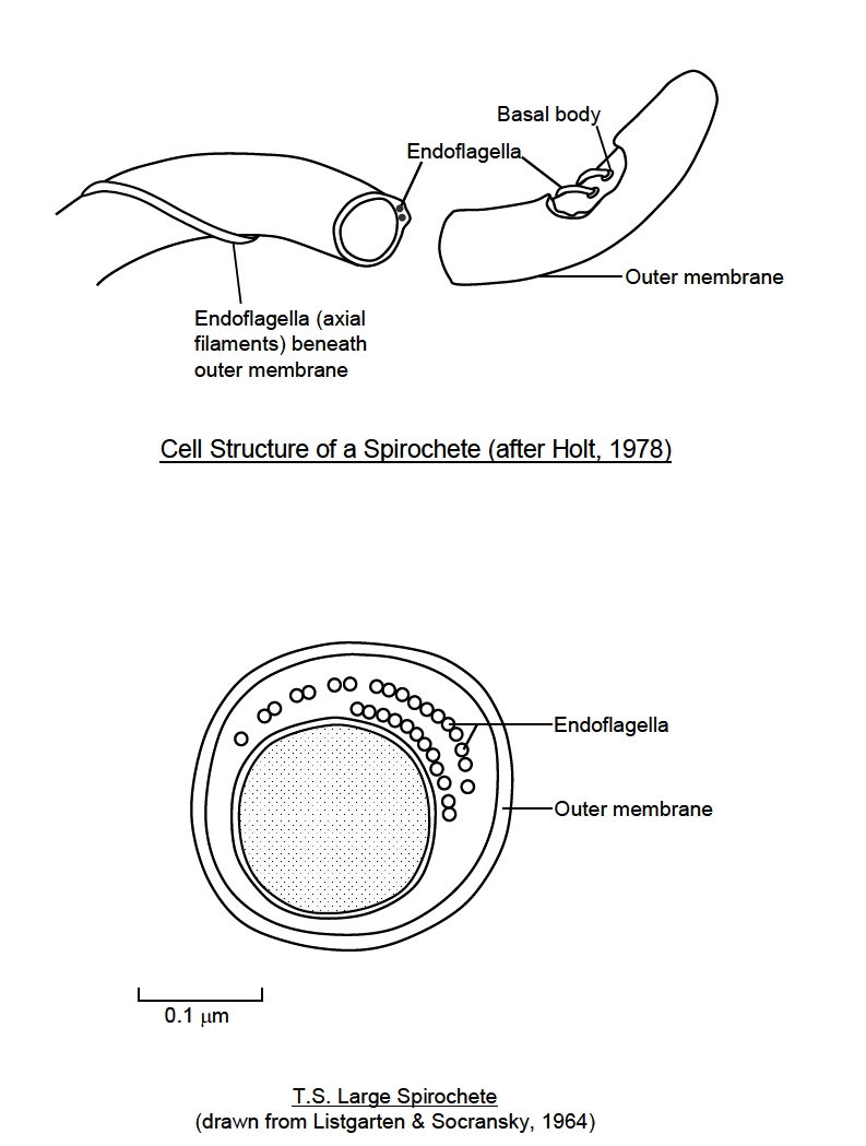 filament sperm axial Diagram
