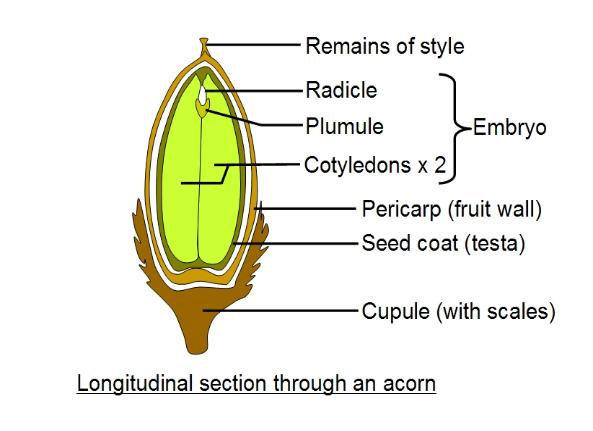 Acorn diagram - section
