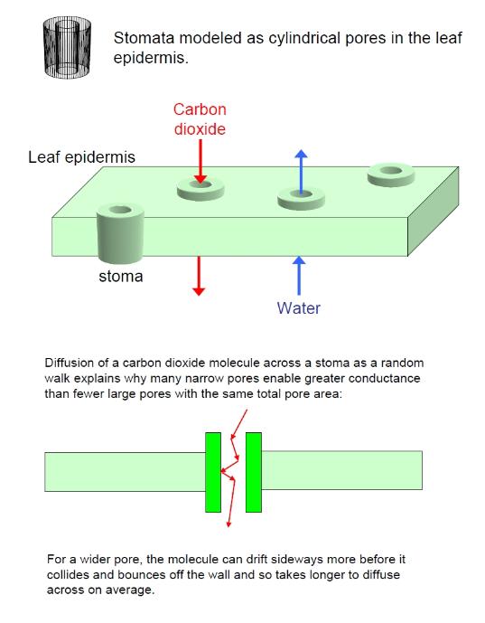 What is stomatal conductance?