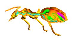 Pov-Ray ant model cutaway