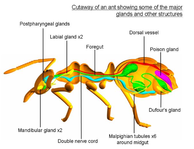 ant cutaway model labelled