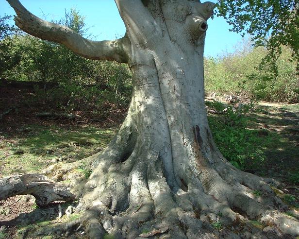 beech tree with buttressed roots