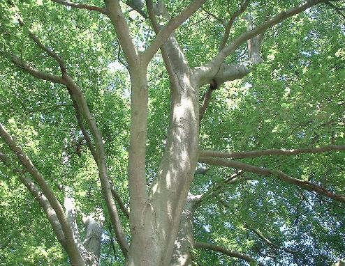 Fagus sylvatica canopy