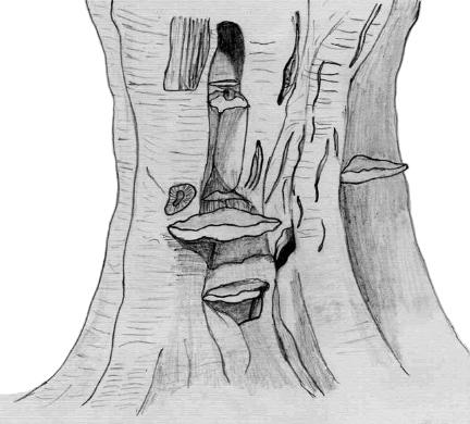 beech tree with brackets