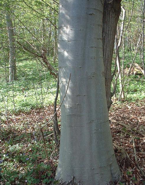 Fagus sylvatica trunk
