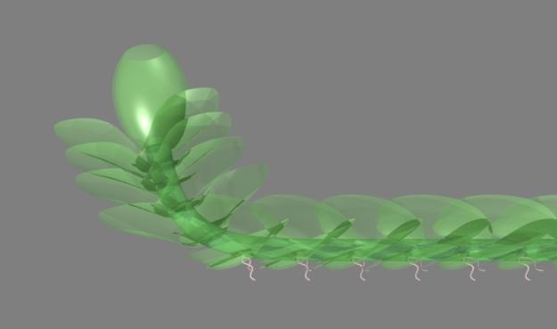 leafy liverwort tilted to show rhizoids (Pov-Ray model)