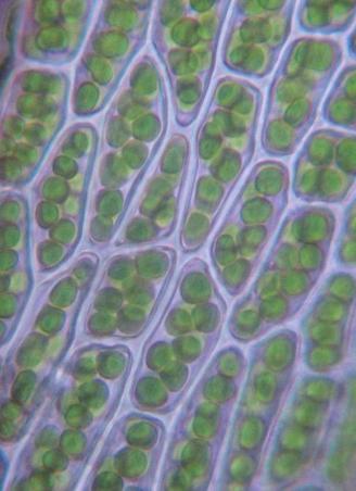 moss leaf chloroplasts