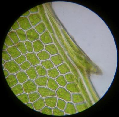 moss leaf margin