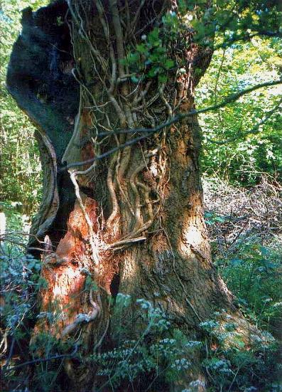 oak and ivy 1