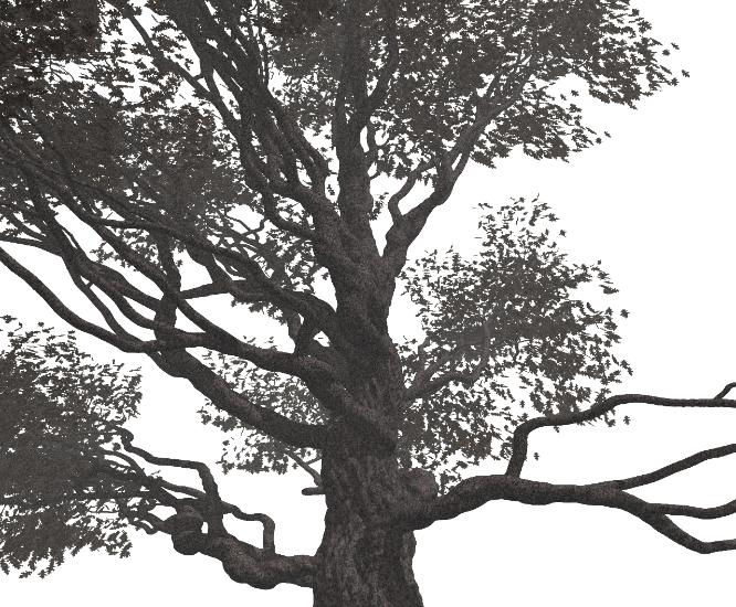 Pov-Ray model of an oak tree with fog