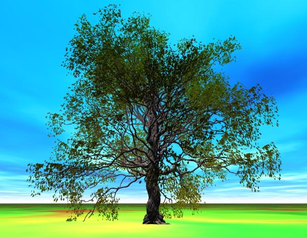 Oak tree: Pov-Ray model