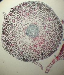 Polytrichum stem T.S.