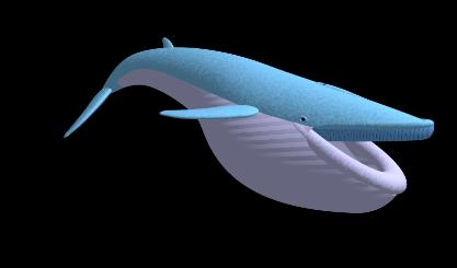 Pov-Ray whale model