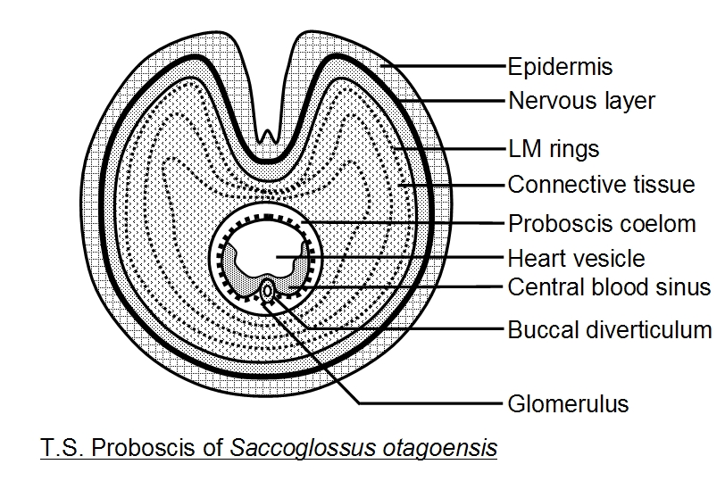 nervous system of balanoglossus