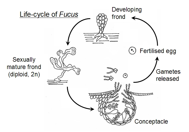 Fucus life-cycle