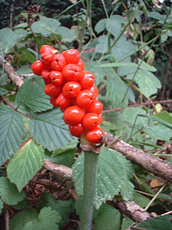 Arum fruit