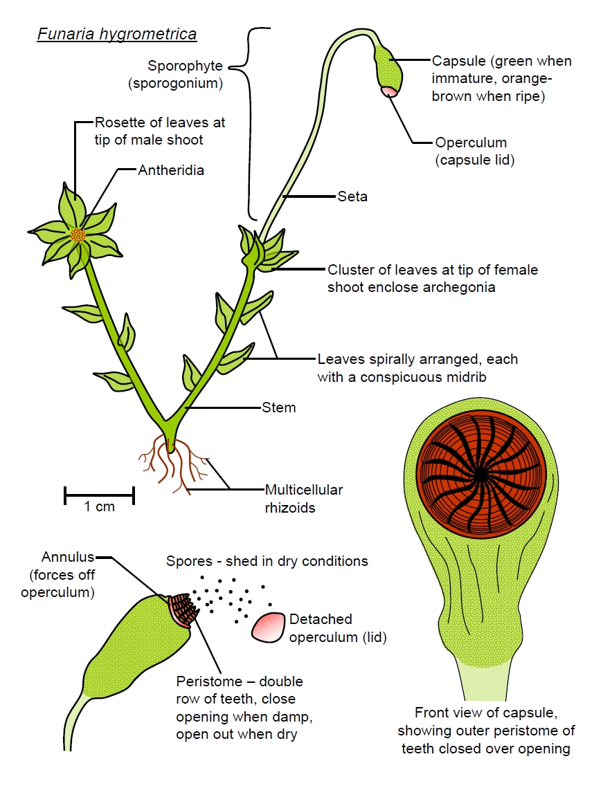 Diagram Of Liverwort Liverwort Life Cycle Oer Commons Following