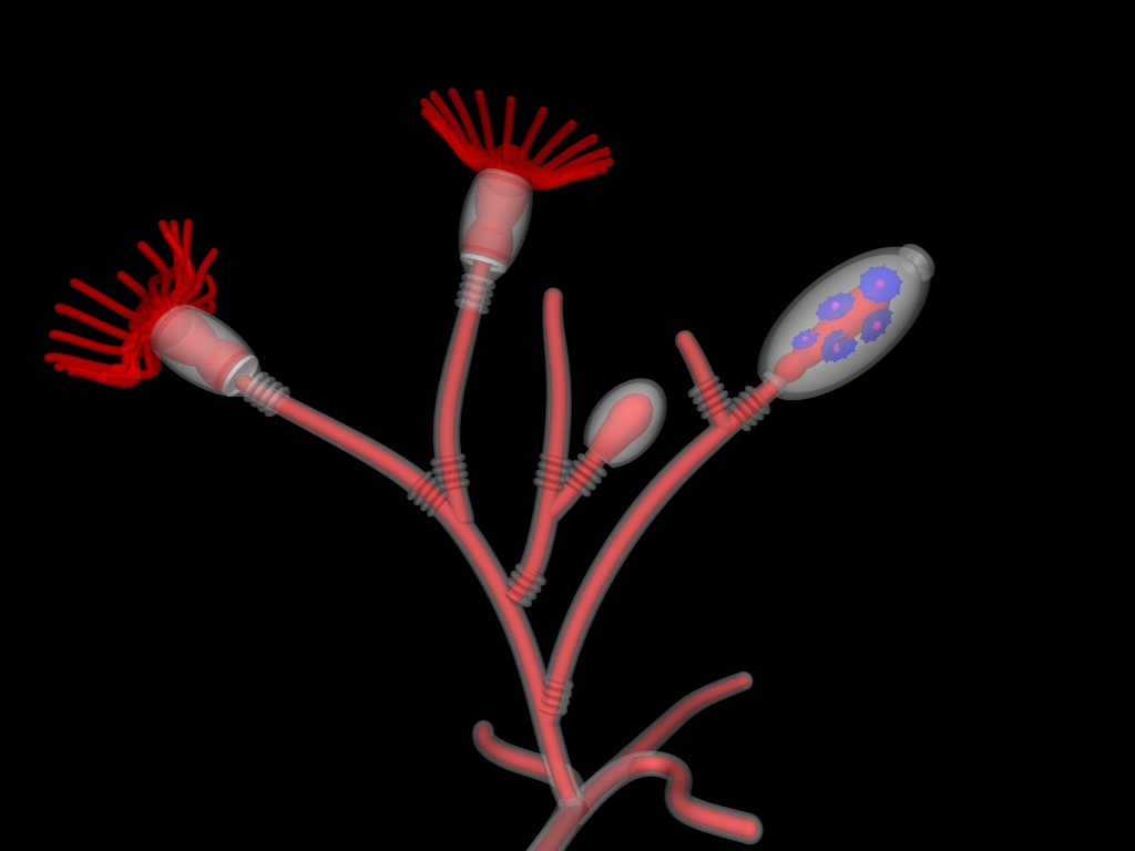obelia hydroid labeled