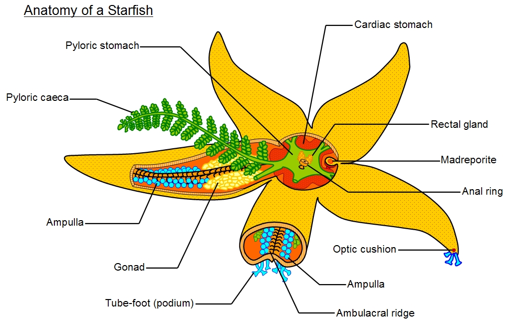 Starfish anatomy