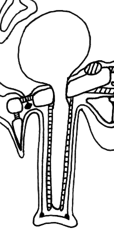 Tube foot diagram