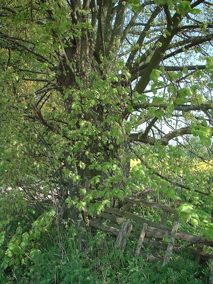 Horse-chestnut