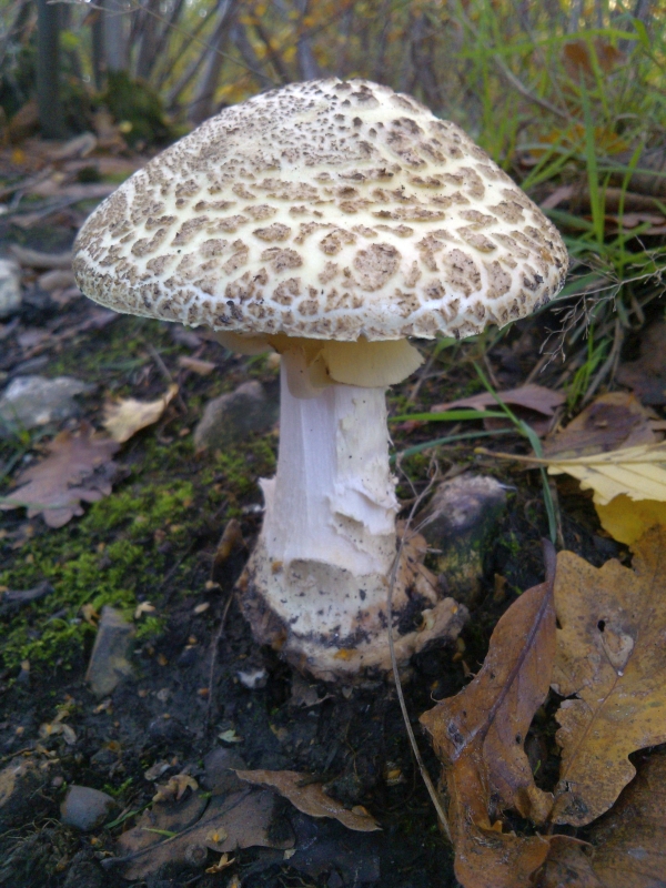 Amanita citrina