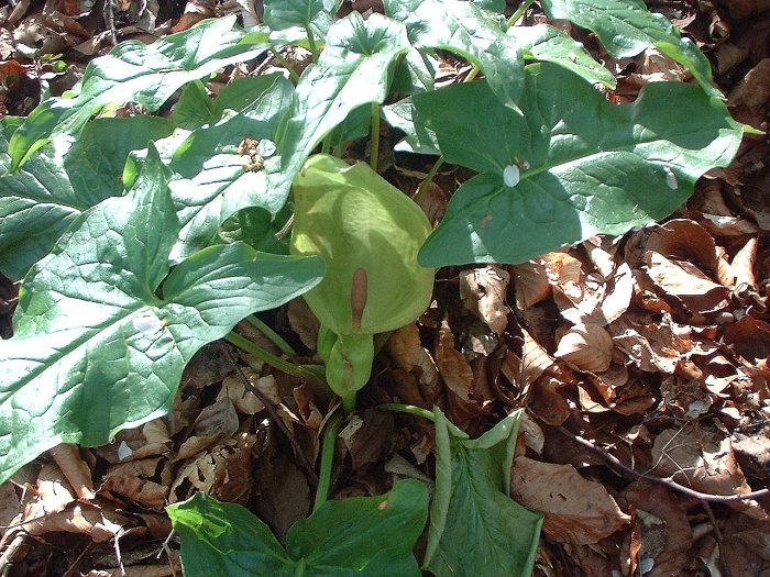 arum whole