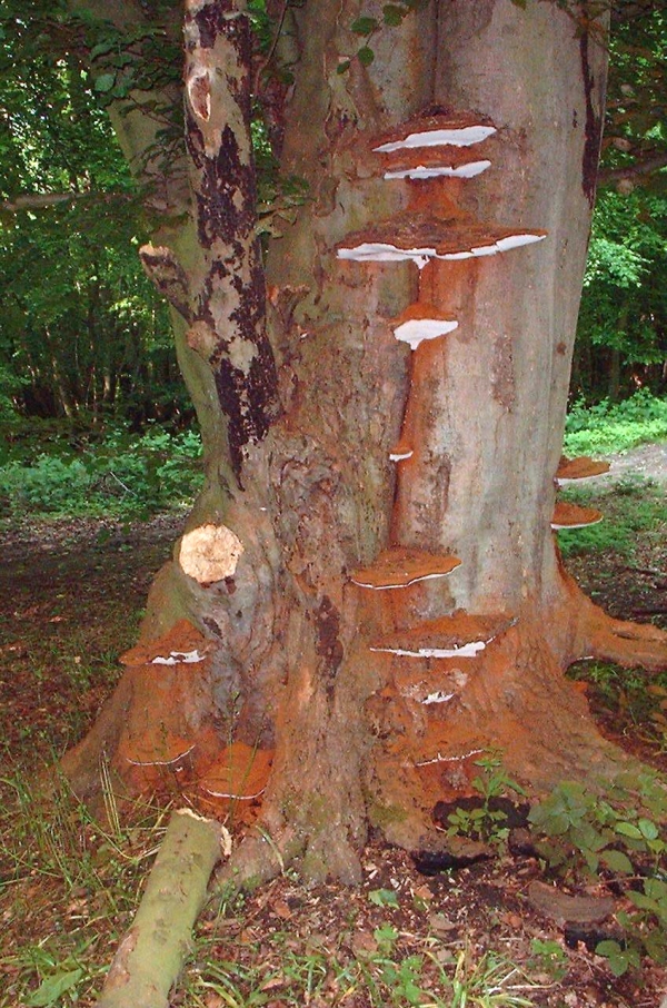 Ganoderma applanatum
