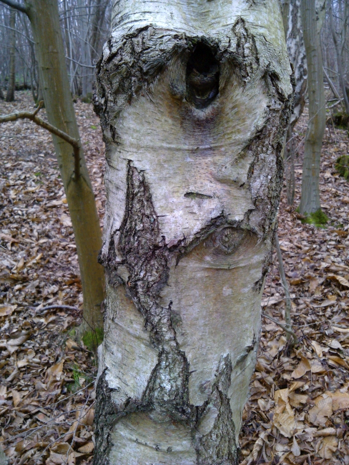 silver birch