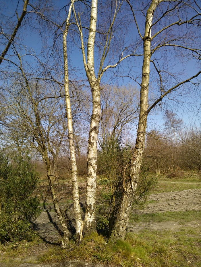 silver birch
