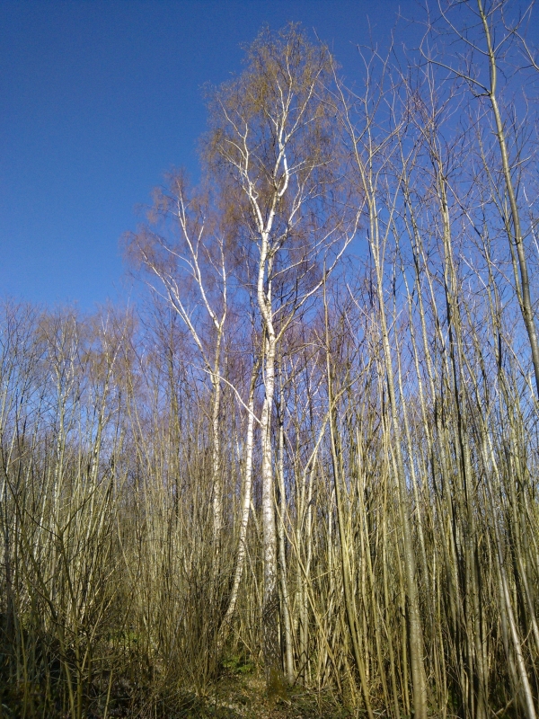 silver birch