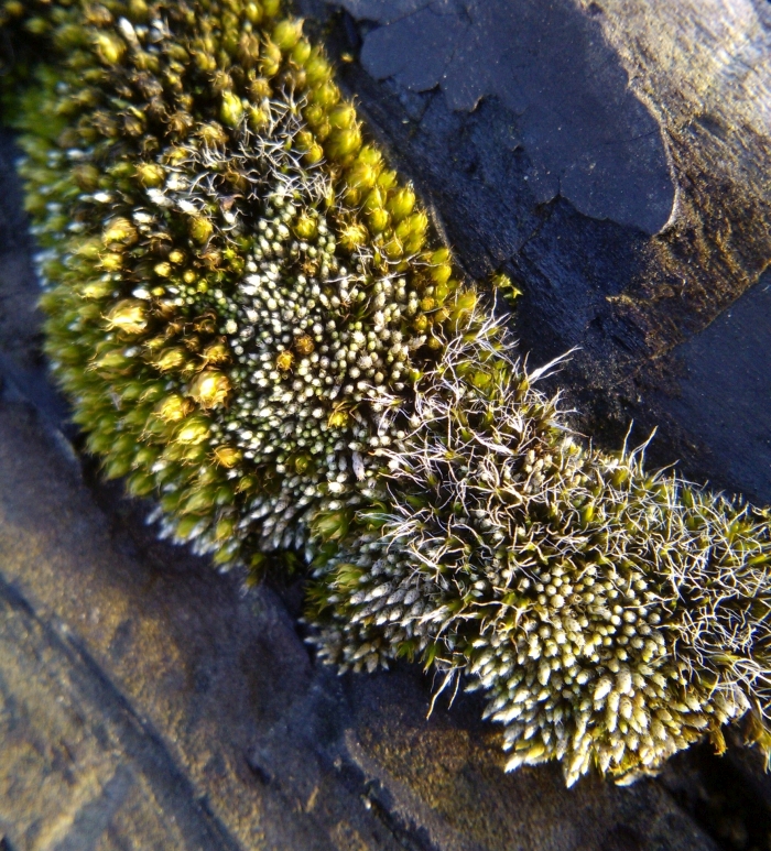 Bryum