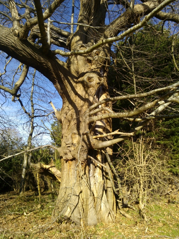 Castanea sativa