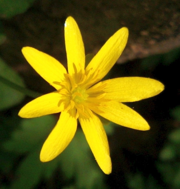 Lesser Celandine