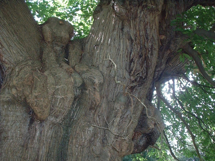 chestnut_tree_5