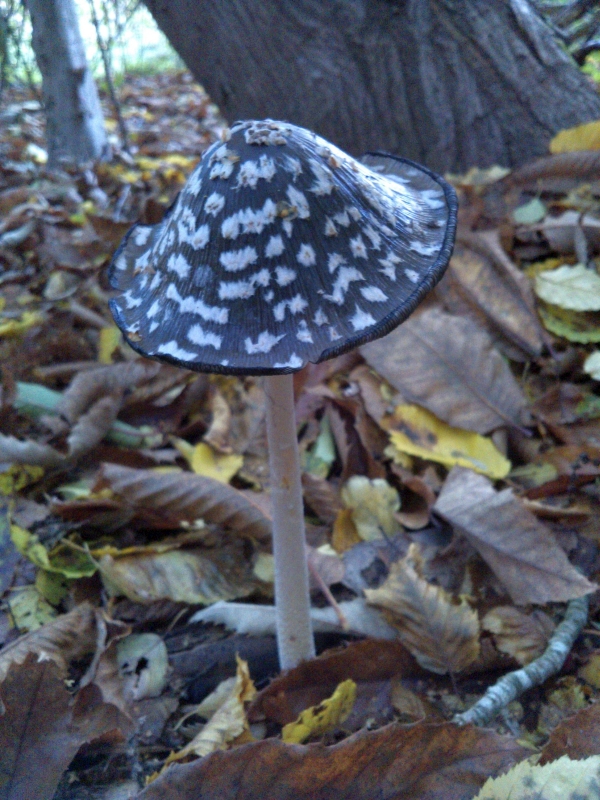 Magpie Ink Cap