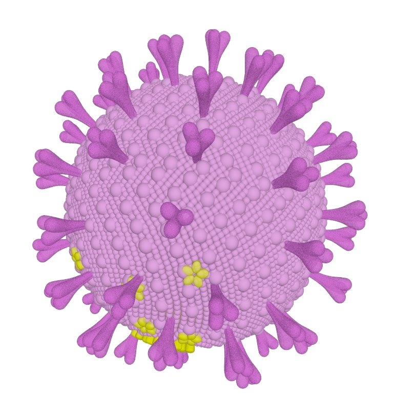 Coronavirus computer model