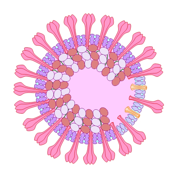 Coronavirus in section