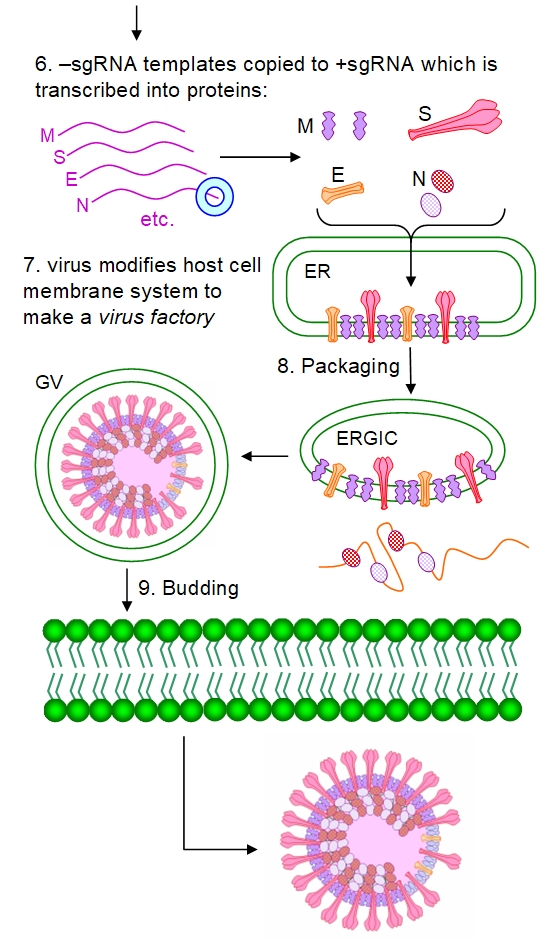 Coronavirus replication cycle