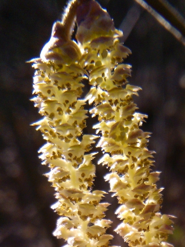 Hazel - male flowers