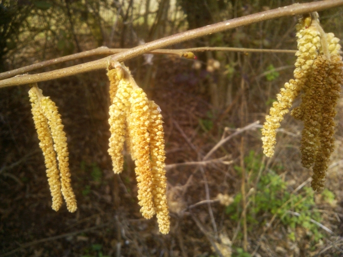 Hazel - male flowers