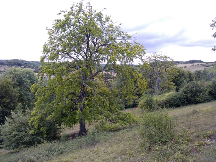 European Beech Tree