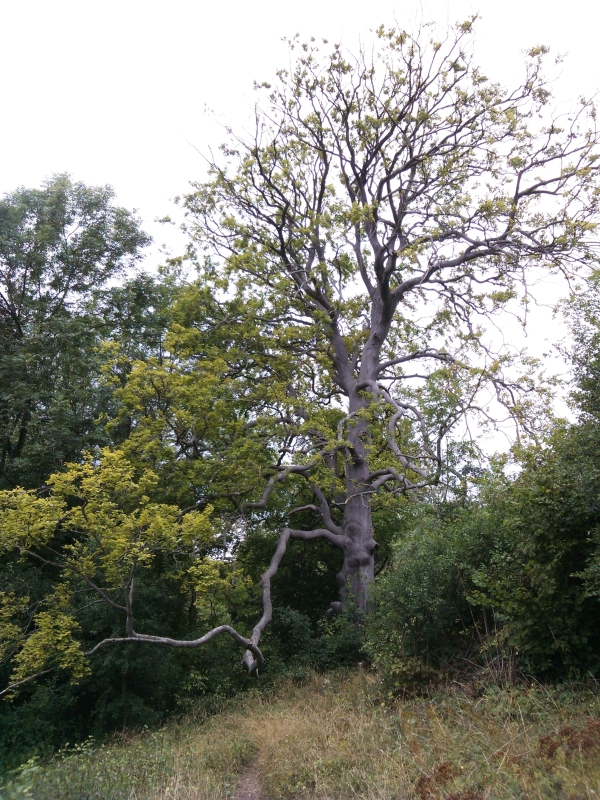 European Beech Tree