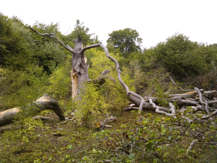European Beech Tree