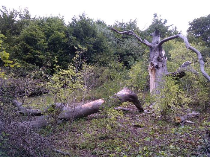 European Beech Tree