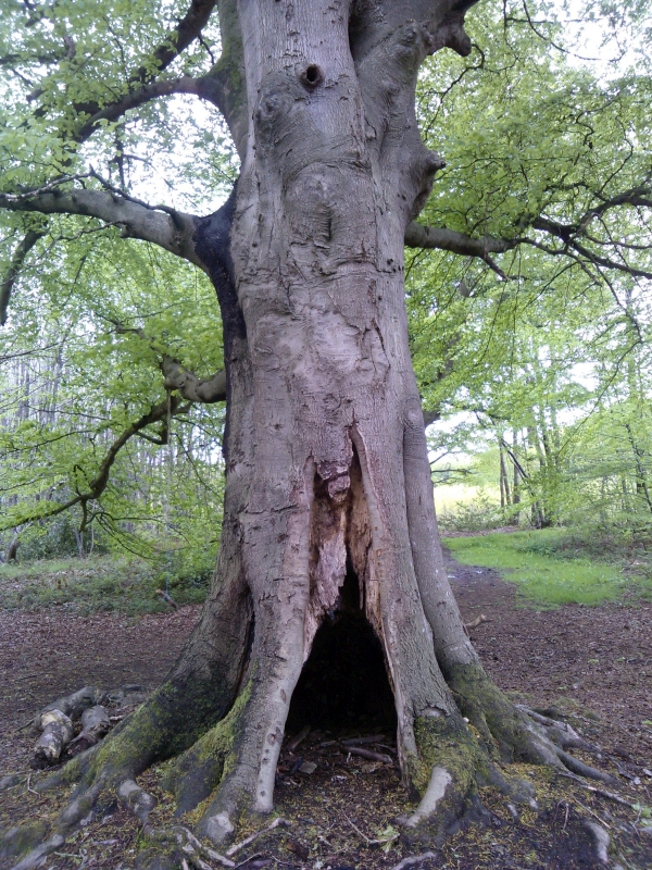 Beech Tree