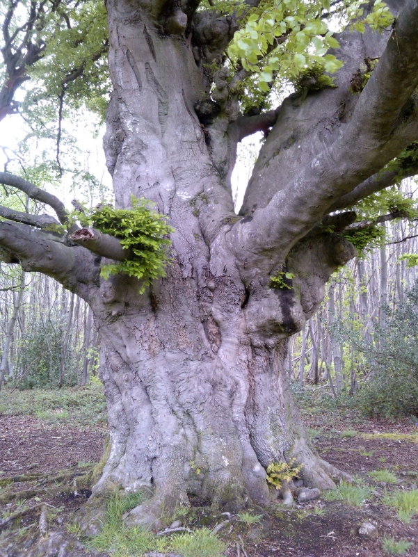 Beech Tree